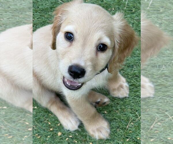 Medium Photo #2 Cocker Spaniel Puppy For Sale in Fort Worth, TX, USA