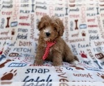 Small #8 Cavapoo (Miniature)