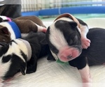 Small Photo #8 Boston Terrier Puppy For Sale in COTTONWOOD, CA, USA