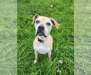 Boxer-Unknown Mix Dogs for adoption in Fort Wayne, IN, USA