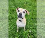 Small Boxer Mix