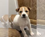 Small #6 Bulldog-Collie Mix