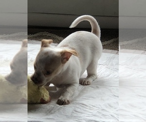 Boston Terrier-Chug Mix Puppy for sale in PETALUMA, CA, USA