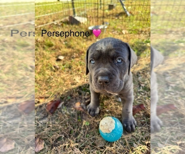 Medium Photo #11 Cane Corso Puppy For Sale in COLONIAL HEIGHTS, VA, USA