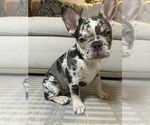 Small #2 French Bulldog