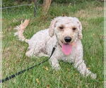 Small #1 Maltipoo
