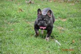Father of the French Bulldog puppies born on 09/07/2018