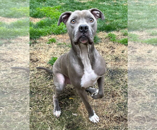 Medium Photo #5 American Pit Bull Terrier-Unknown Mix Puppy For Sale in Redlands, CA, USA