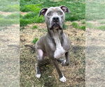 Small #4 American Pit Bull Terrier Mix