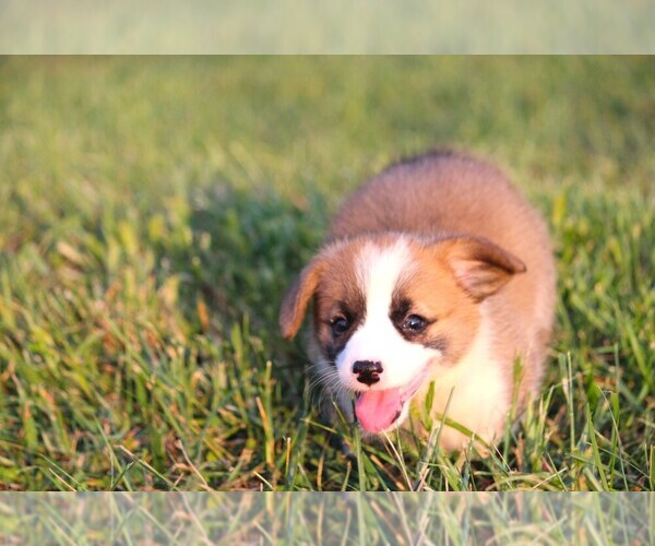 Medium Photo #8 Pembroke Welsh Corgi Puppy For Sale in FORT MADISON, IA, USA