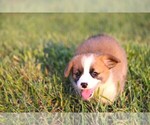 Small #7 Pembroke Welsh Corgi