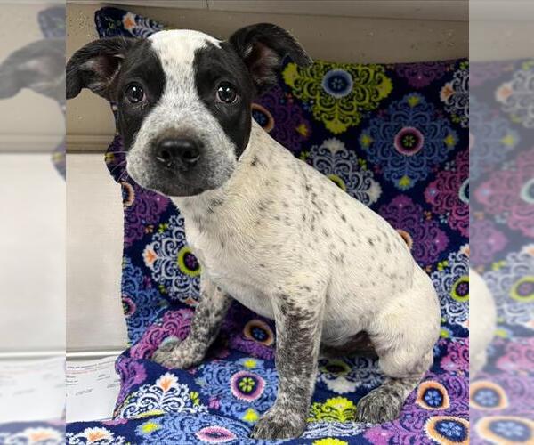 Medium Photo #1 Mutt Puppy For Sale in HESPERIA, CA, USA