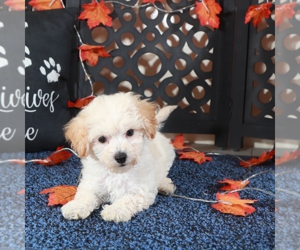 Medium Photo #3 Bichpoo Puppy For Sale in MOUNT VERNON, OH, USA