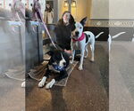 Small #14 American Pit Bull Terrier-Labrador Retriever Mix