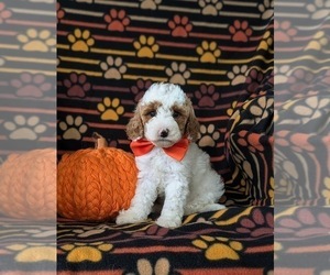 Poodle (Miniature) Puppy for sale in NEW HOLLAND, PA, USA