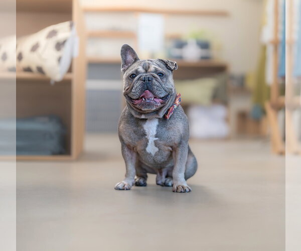 Medium Photo #8 French Bulldog Puppy For Sale in Marina Del Rey, CA, USA