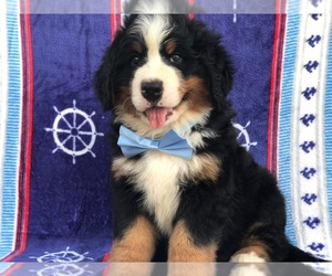 Bernese Mountain Dog Puppy for sale in HONEY BROOK, PA, USA