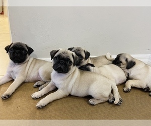 Pug Puppy for Sale in NAPLES, Florida USA