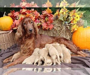 Golden Irish Litter for sale in JONES, MI, USA