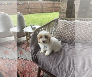 Maltipoo Puppy for sale in OKLAHOMA CITY, OK, USA