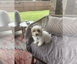 Small Maltipoo