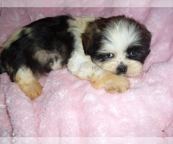Medium Photo #3 Shih Tzu Puppy For Sale in JACKSON, MS, USA