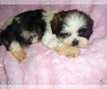 Small #2 Shih Tzu