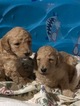 Small Photo #1 Poodle (Standard) Puppy For Sale in VAN, TX, USA