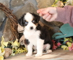 Small #6 Australian Shepherd