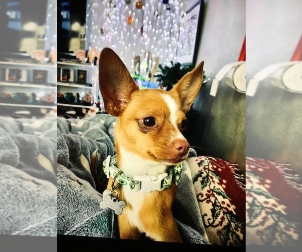 Medium Photo #1 Chihuahua Puppy For Sale in CHICKASHA, OK, USA