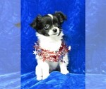 Small Photo #6 Chihuahua Puppy For Sale in GROVESPRING, MO, USA