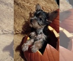 Litter of 5 - Male(s) and Female(s) Yorkshire TerrierLitter of Puppies for Sale - Photo #6