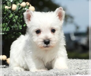 West Highland White Terrier Puppy for sale in SYRACUSE, IN, USA