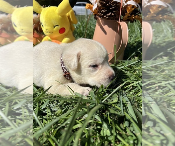 Medium Photo #2 Labrador Retriever Puppy For Sale in NEOLA, WV, USA