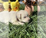 Small #1 Labrador Retriever