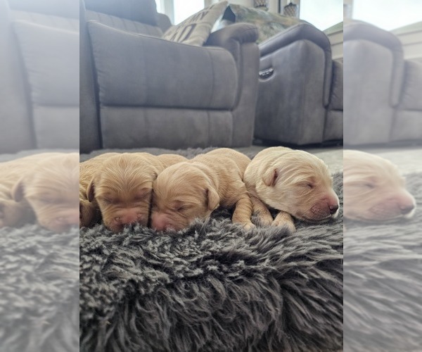 Medium Photo #5 Golden Retriever Puppy For Sale in ELVERTA, CA, USA