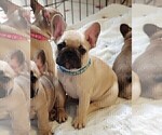 Puppy 2 French Bulldog