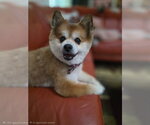 Small #11 Pomeranian