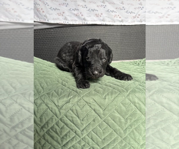 Medium Photo #22 Saint Berdoodle Puppy For Sale in HOMOSASSA, FL, USA