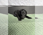 Puppy Black Saint Berdoodle