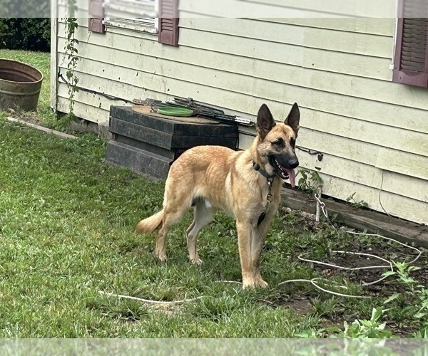 Medium Photo #3 German Shepherd Dog Puppy For Sale in JAY, OK, USA