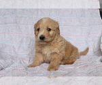 Small Photo #4 Goldendoodle (Miniature) Puppy For Sale in SHILOH, OH, USA