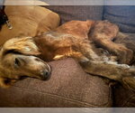 Small #5 Afghan Hound Mix
