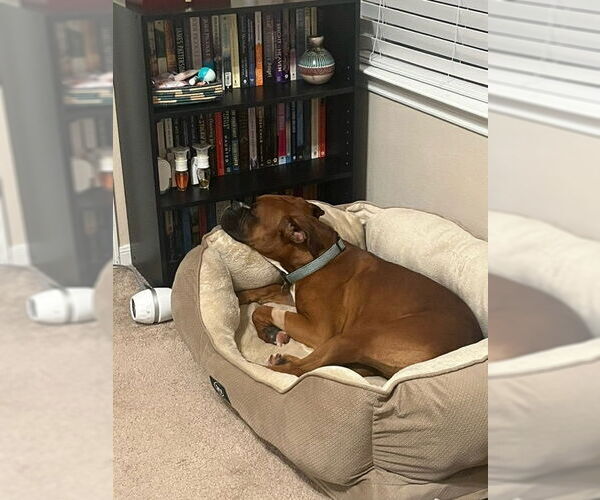 Medium Photo #8 Boxer Puppy For Sale in  Katy, TX, USA