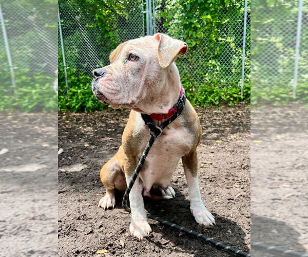Medium Photo #2 American Bulldog-American Staffordshire Terrier Mix Puppy For Sale in Lawrenceville, NJ, USA