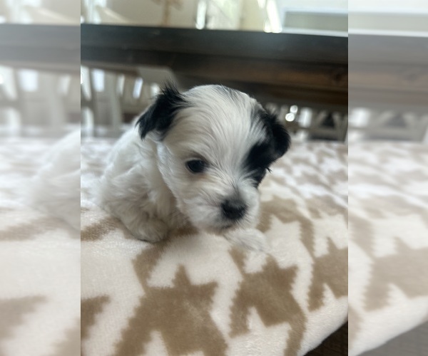 Medium Photo #15 Mal-Shi Puppy For Sale in ROGERS, MN, USA