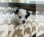 Small Photo #15 Mal-Shi Puppy For Sale in ROGERS, MN, USA