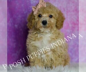 Medium Poodle (Miniature)