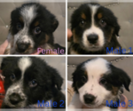 Small Photo #1 Border-Aussie Puppy For Sale in ROY, UT, USA