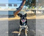 Small #4 Australian Shepherd-German Shepherd Dog Mix